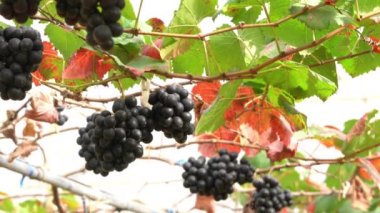 Low angle view of moving under bunches of growing purple black grapes hanging in the vine inside a greenhouse.