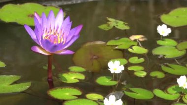 High angle view of blooming purple lotus swaying in the wind in lotus basin at botanical garden.