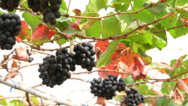 Low Angle View Moving Bunches Growing Purple Black Grapes Hanging — Vídeo de stock