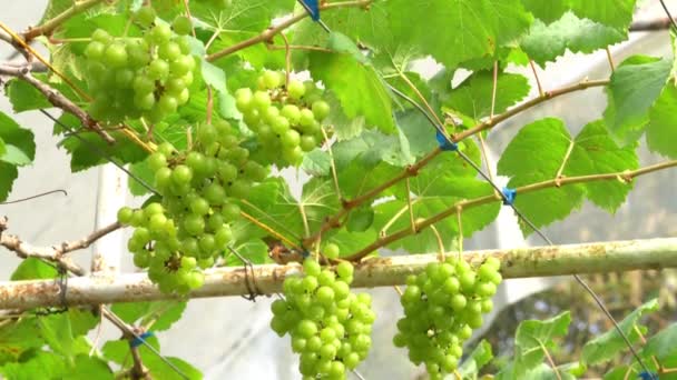 Moving Bunches Growing White Grapes Hanging Vine Green Leaves Greenhouse — Video Stock