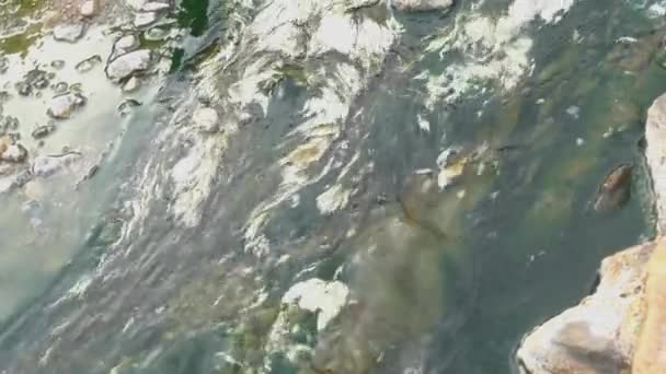 泰国柴森国家公园天然白藻植物或叶绿体光合细菌在温泉中飞舞的景观 — 图库视频影像