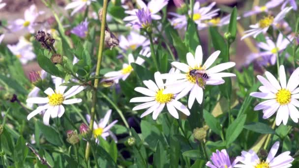 ミツバチは空を飛ぶ前に朝に青いデイジーの花を咲かせます — ストック動画