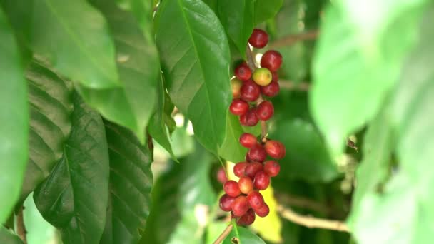一丛丛挂在咖啡树枝上的咖啡浆果或咖啡樱桃 泰国红熟的天然阿拉伯咖啡豆 — 图库视频影像