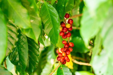 Closeup view bunch of ripe arabica coffee cherry or arabica coffee berry hanging in a branch of a tree.