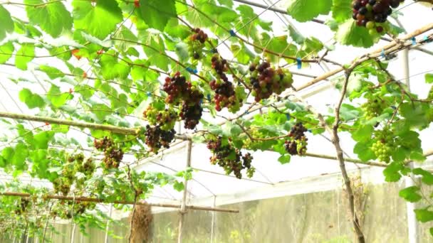 Bunches Colorful Growing Grapes Hanging Branches Vine Vineyard Grapes Greenhouse — Vídeo de Stock