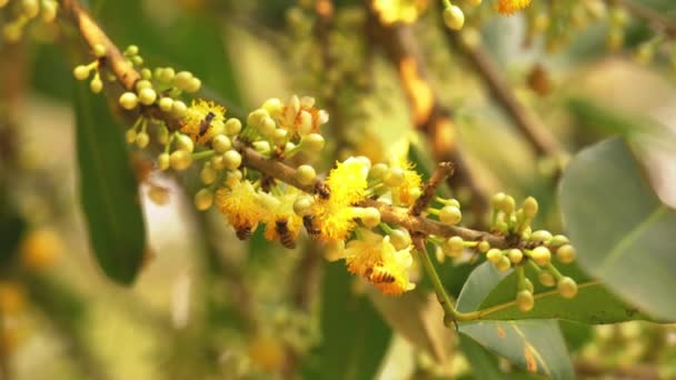 Las Abejas Que Vuelan Alimentan Flores Flor Negkassar Mammea Siamensis — Vídeos de Stock