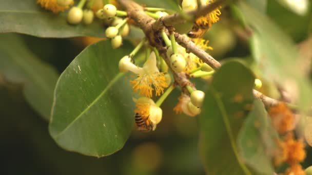 Flores Mammea Simensis Florescendo Manhã Com Polinizadores Abelhas Correndo Alimentando — Vídeo de Stock