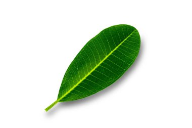 Frangipani 'nin tek yeşil yaprağının üst görünümü kırpma yolu ile beyaz arkaplanda izole edilmiş.