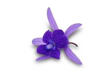 Güzel, mor, çiçek açan Petrea hacimlerinin görüntüsü. Aynı zamanda Sandpaper sarmaşığı, mor çelenk ya da kırpma yolu ile izole edilmiş Queens çelengi olarak da bilinir..