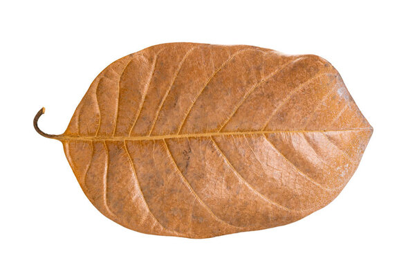 Top view closeup of single dry jackfruit leaf isolated on white background with clipping path.