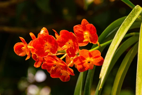 Bunch Blooming Beautiful Orange Color Orchid Flowers Ascocentrum Hybrid Morning — Stock Photo, Image