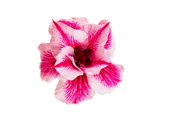 Sola Flor Tropical Hermosa Flor Rosa Adenium Rosa Del Desierto —  Fotos de Stock