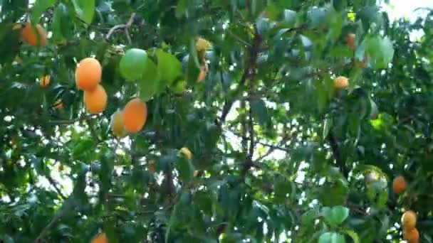 熟した甘いマリアン梅の低角度ビュー Maprang Mayongchid Gandaria 木にぶら下がって夏の季節に風に揺れる果物 — ストック動画