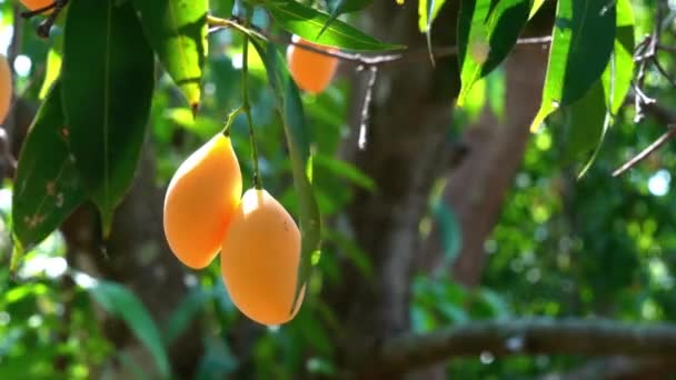 熟した甘いマリアン梅 マップラン メーコンチッド ガンダリア梅マンゴー夏の季節に木に吊るされた果物 — ストック動画