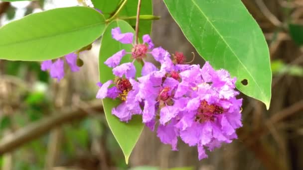 Güzel Tropikal Çiçekler Krep Çimi Hindistan Gururu Kraliçenin Çiçeği Bungor — Stok video