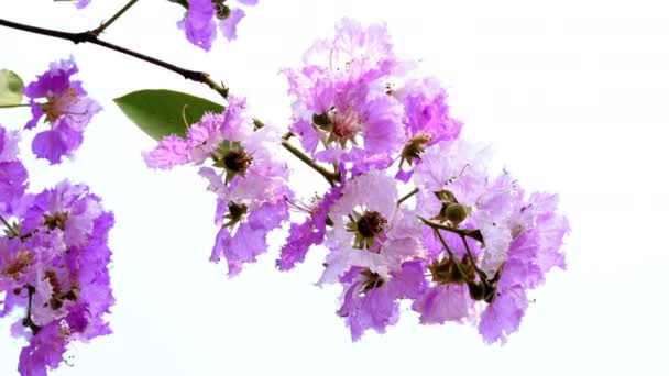 Bir Demet Güzel Tropikal Çiçek Krep Çimi Hindistan Gururu Kraliçenin — Stok video