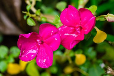 Zeminde yaprakları, üst manzarası, yatay formatı olan güzel açan pembe çiçeklerin yakın dokusu.