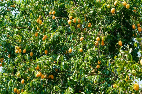 Volop Rijp Marien Pruimenfruit Met Groene Bladeren Hangend Boom Het — Stockfoto