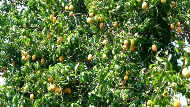 風に揺れる木にぶら下がる熟したマリアン梅やマプランやガンダリアの果実の低角度ビュー — ストック動画