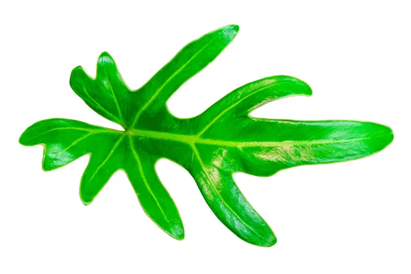 Draufsicht Auf Einzelne Saftige Grüne Blatt Isoliert Auf Weißem Hintergrund — Stockfoto