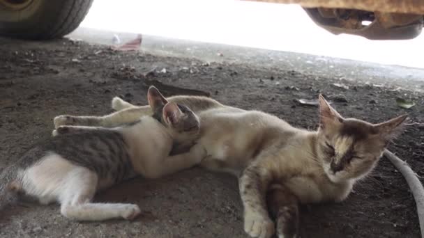 Matka Kočka Lehla Pod Auto Nechala Hladového Novorozence Cucat Mléko — Stock video