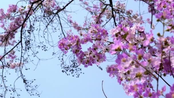 Güzel Tropikal Çiçek Demetleri Krep Mersinleri Hindistan Gururu Kraliçenin Çiçeği — Stok video