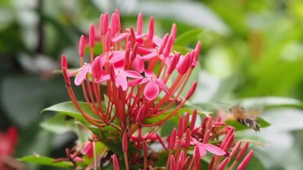 Вид Колібрі Яструб Літає Годує Рожевих Квітках Іксори Вранці — стокове відео