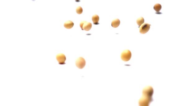 看着大豆种子在白色背景下飘落和滚动 缓慢运动 — 图库视频影像