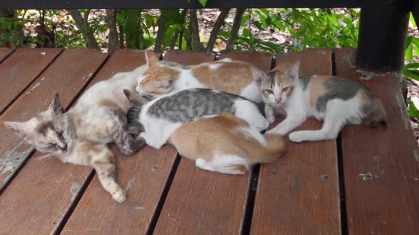 Pisica Mamă Întinsă Podea Lasă Copiii Sugă Lapte Pisicute Drăguțe — Videoclip de stoc