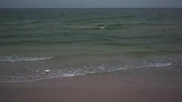 白色的海鸟在昏暗的光线下在海里散步 热带沙滩上的波浪破浪 — 图库视频影像