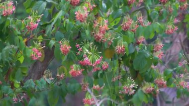 Pembe Rangoon sürüngen çiçeklerinin (Combretum indicum) rüzgarda hareket edişinin görüntüsü.