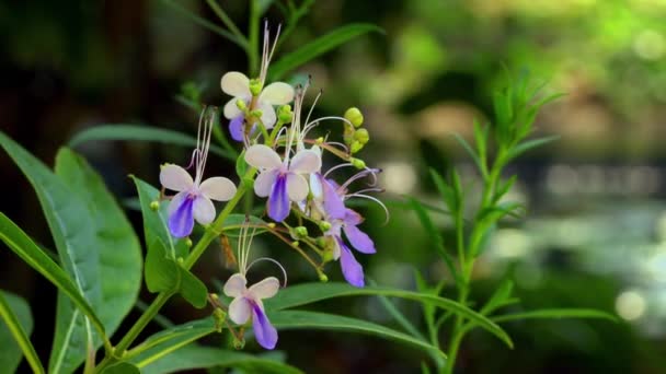 Blick Auf Blühende Schmetterlingsstrauch Oder Rotheca Myricoides Blüten Mit Grünen — Stockvideo
