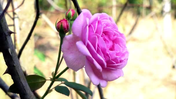 Крупним Планом Вид Красивої Квітучої Рожевої Троянди Рухається Вітрі Вранці — стокове відео