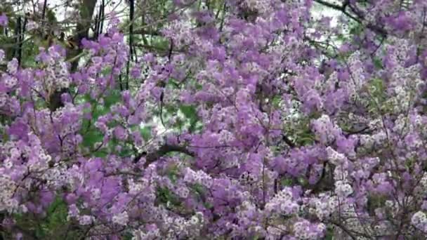 風に揺れている木の大きなストラテジーノまたはクレープMyrtleまたはクイーンクレープMyrtleまたは巨大なクレープMyrtleの花の咲くのビュー — ストック動画