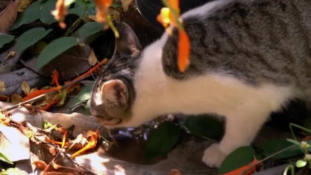 喉の渇いた猫は炎の花の下の床の乾いた葉で雨水を舐め カメラを見上げる — ストック動画