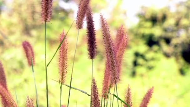 朝風に揺れるフィールドで葉と茎で咲く自然な野生の草 — ストック動画