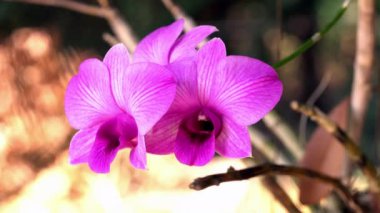 Güzel çiçek açan orkide çiçeklerinin ya da dendrobium çiçeğinin yakından görünüşü yaz mevsiminin başlarında, Tayland 'da rüzgarda hareket eder..