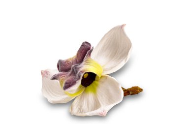 Tek çiçek açan Mitrephora sirikitiae çiçeğinin beyaz arkaplanda kırpma yolu ile izole edilmiş yakın görüntüsü.