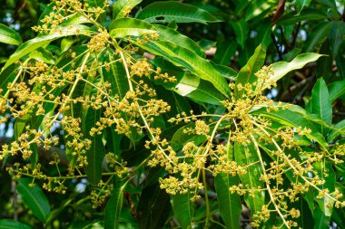 Arka planda yeşil yapraklar olan ağaçta asılı parlayan mango çiçeklerinin yakın görüntüsü.