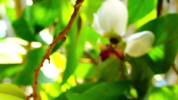 Widok Bliska Przenosi Się Pięknego Naturalnego Rzadkiego Kwiatu Kwiat Mitrephora — Wideo stockowe