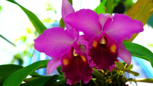 Nahaufnahme Der Blühenden Cattleya Orchideenblume Mit Blättern Die Wind Der — Stockvideo