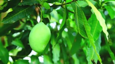 Yalnız, olgunlaşmamış mango meyvesi ağacın dalında asılı rüzgarla savruluyor arka planda yeşil yapraklarla..