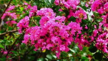 Arılar yağmur mevsiminde, Tayland 'da çiçek açan Pembe Krep mersin çiçekleri veya Lagerstroemia indikasıyla uçar ve beslenirler..