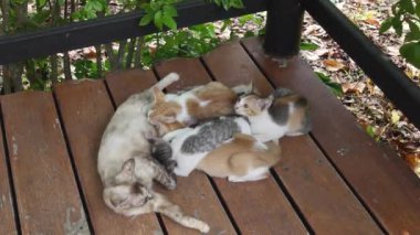 Anne kedi, kedi yavrularını yerde besliyor. Anne kedi, sevimli yavrularına süt verir. Emziren kediler..