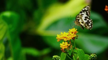 Uçan, yürüyen, Lantana Camara çiçeğinin nektarını emen ve uçup giden kelebeğin güzel manzarası. Kireç kuyruklu kelebek (Papilio demoleus) ve Lantana Camara (ortak lantana) çiçekleri.