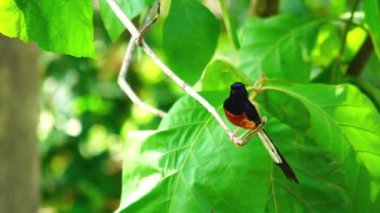 Tik ağacının bir dalına tüneyen çok renkli erkek beyaz popolu şama kuşu (Copsychus malabaricus)..