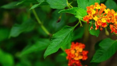 Güzel çiçek açan doğal vahşi lantana (Lantana camara) rüzgarda sallanan çiçekler.