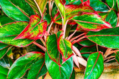 Aglaonema bitkisinin renkli yaprakları, Çin bitkileri, Aglaonema ruju ve yağmur mevsiminde Aglaonema çiçeği...