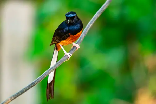 stock image White-rumped shama bird perched on an electric wire in the teak forest in the rural of Thailand.