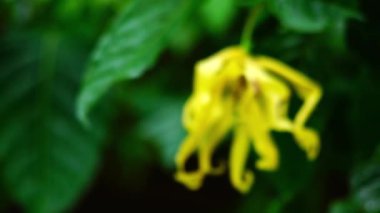 Rüzgarda hareket eden böcekli ve ıslak yeşil yapraklı güzel tek çiçek açan Ylang-Ylang 'a odaklan..